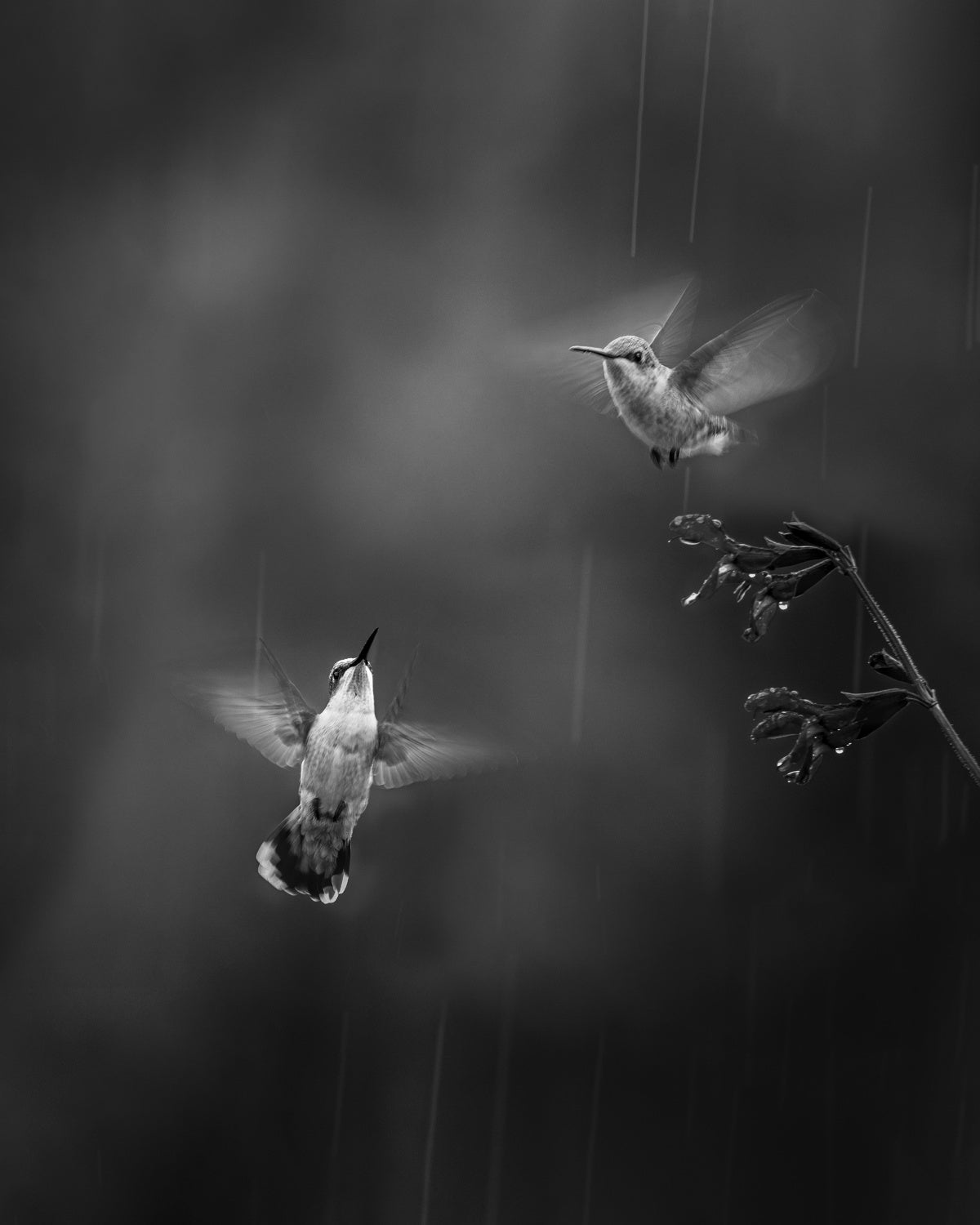 Confession in the Rain Poster och Canvastavla