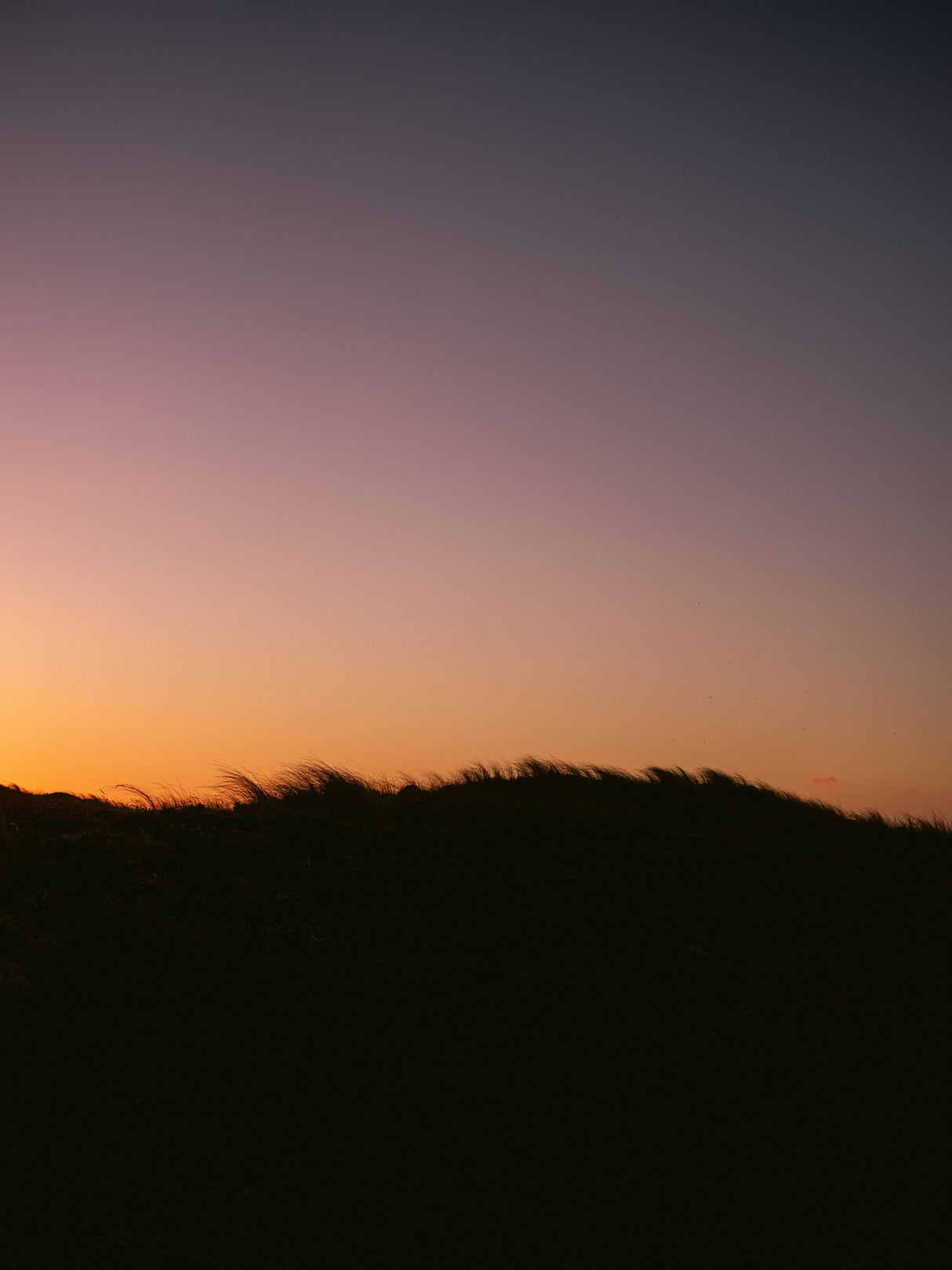 Dune Grass Sunset Poster och Canvastavla
