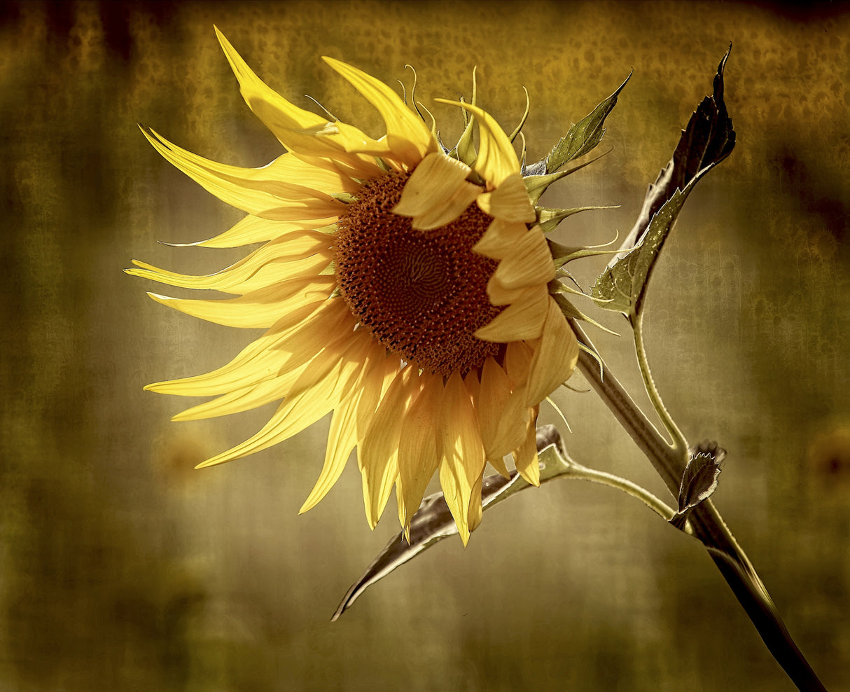 sunflower Poster och Canvastavla