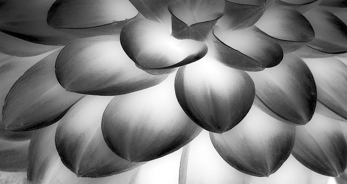dahlia close up Poster och Canvastavla