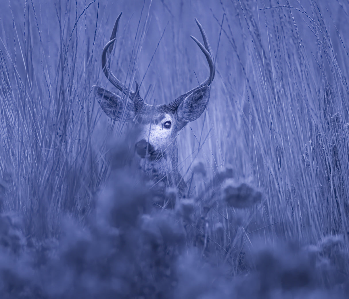 winter night Poster och Canvastavla