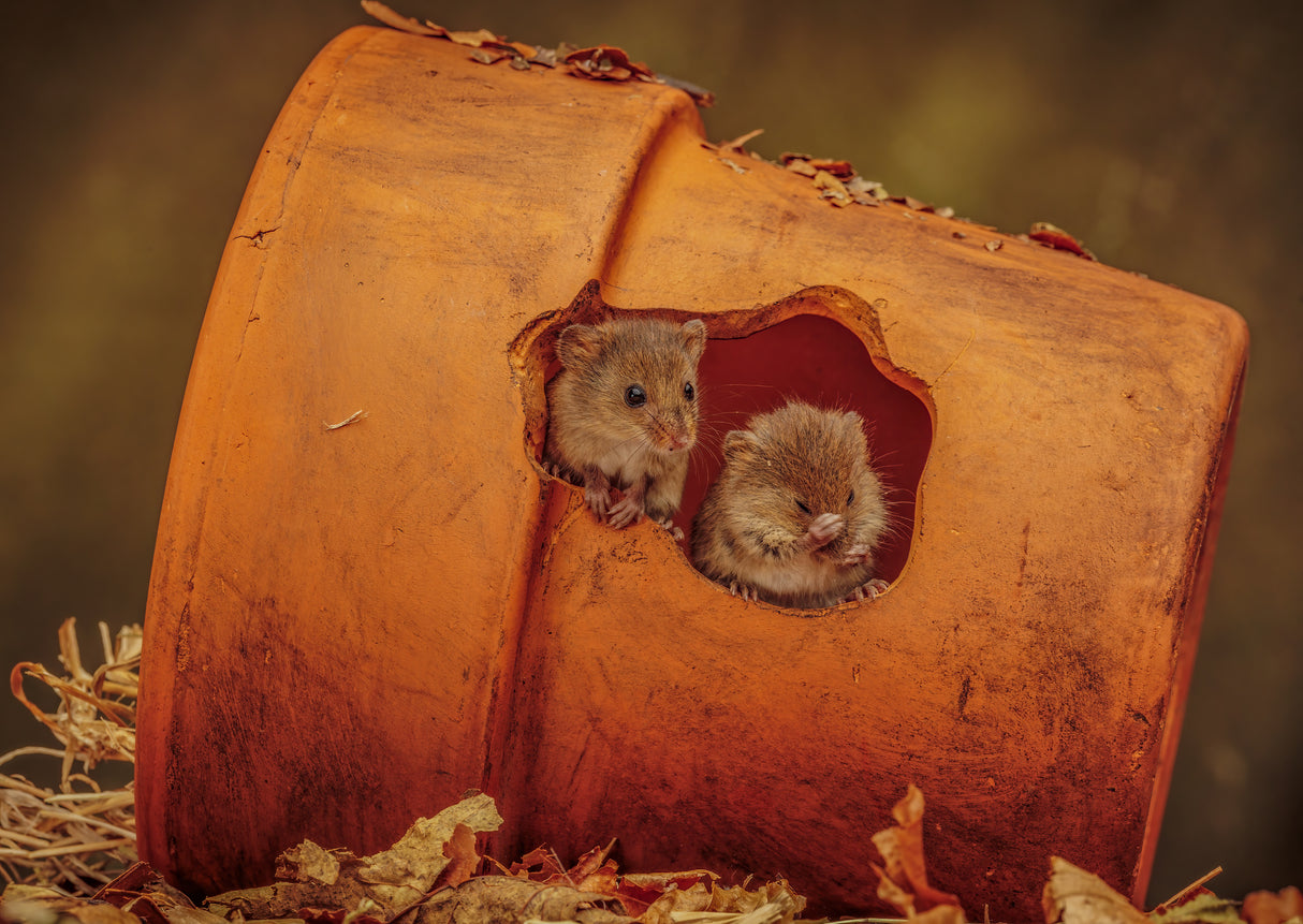Harvest Mice in plant pot Poster och Canvastavla