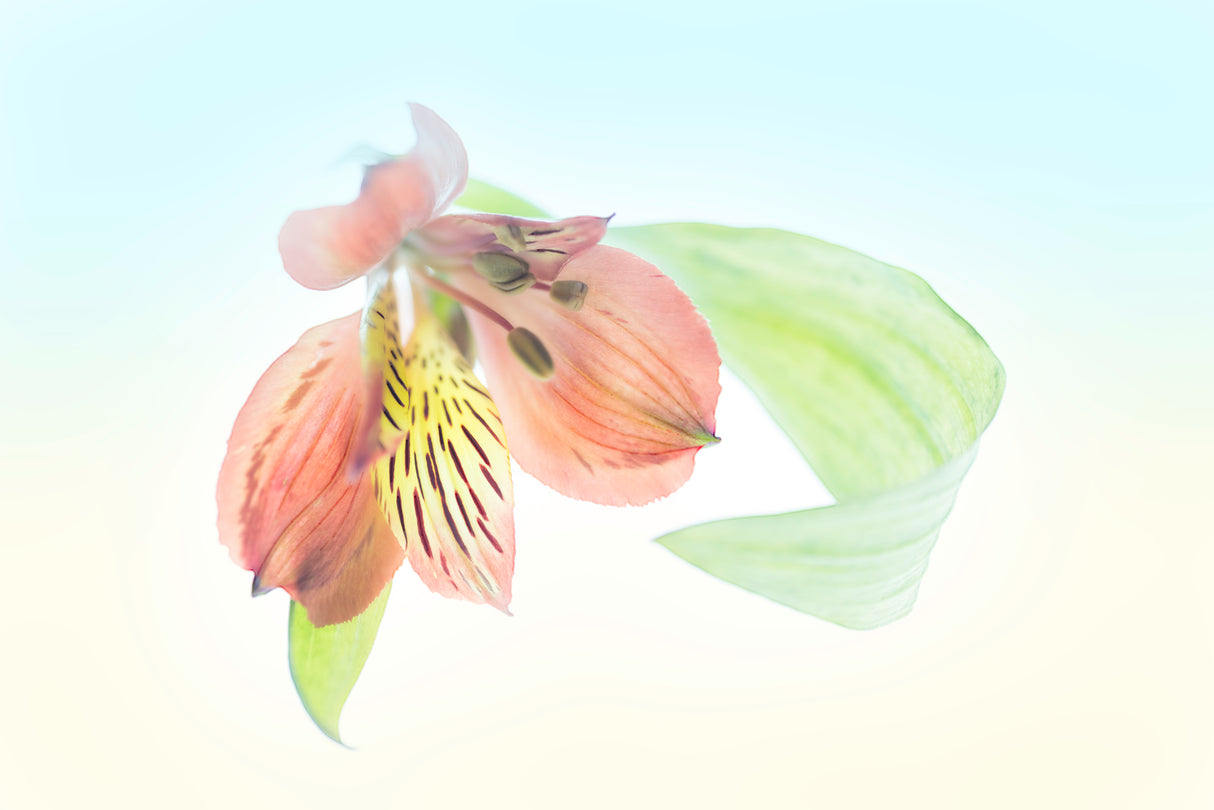 Ingenious inflorescence Poster och Canvastavla