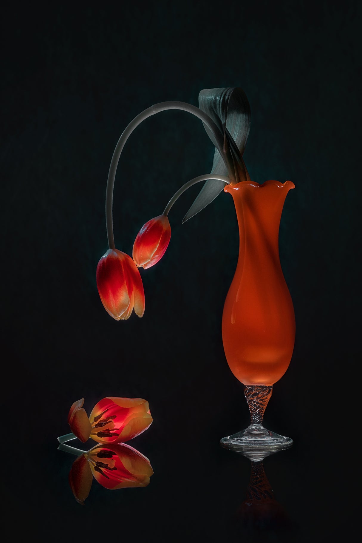 The Tulip Gathering Poster och Canvastavla