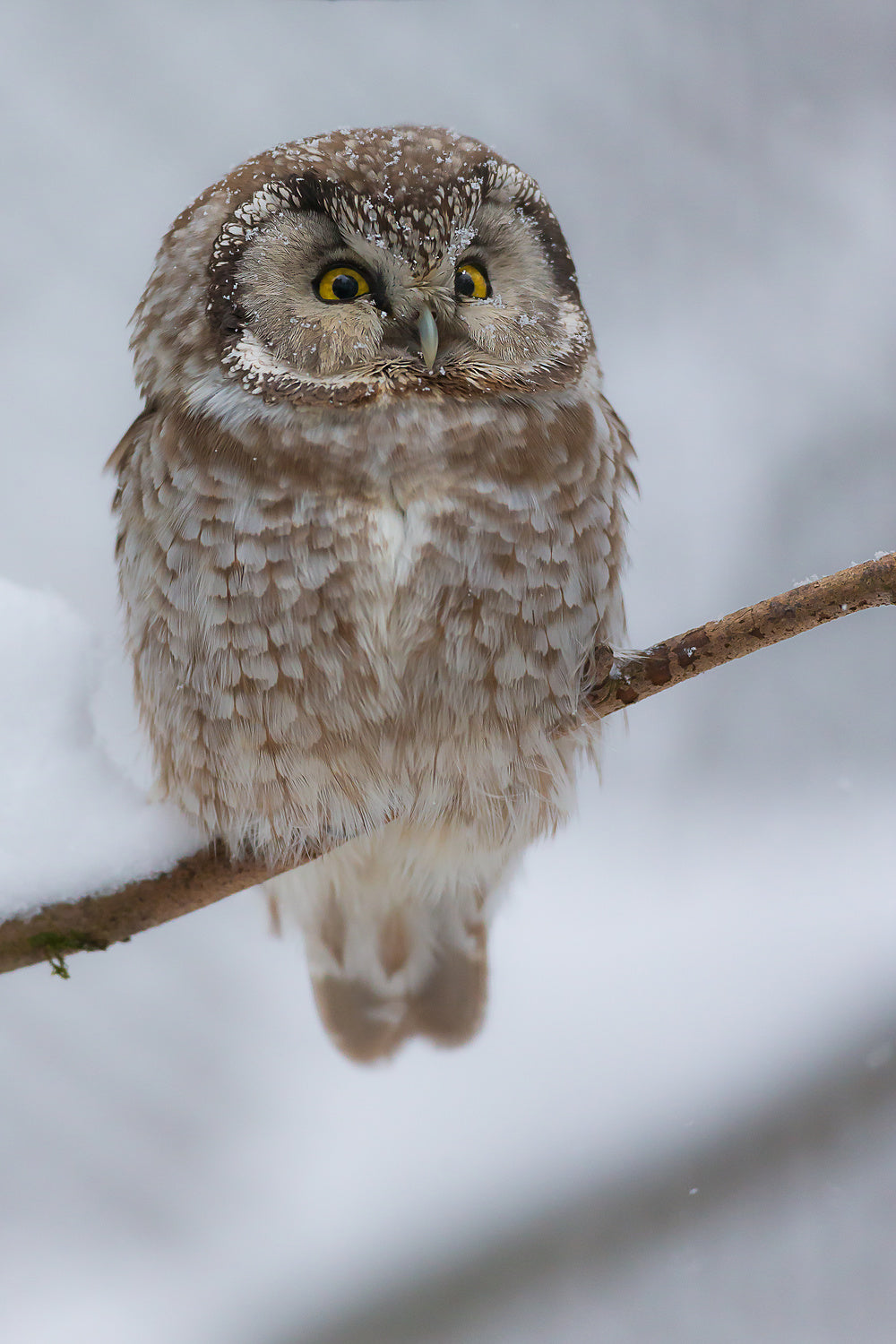 little owl Poster och Canvastavla
