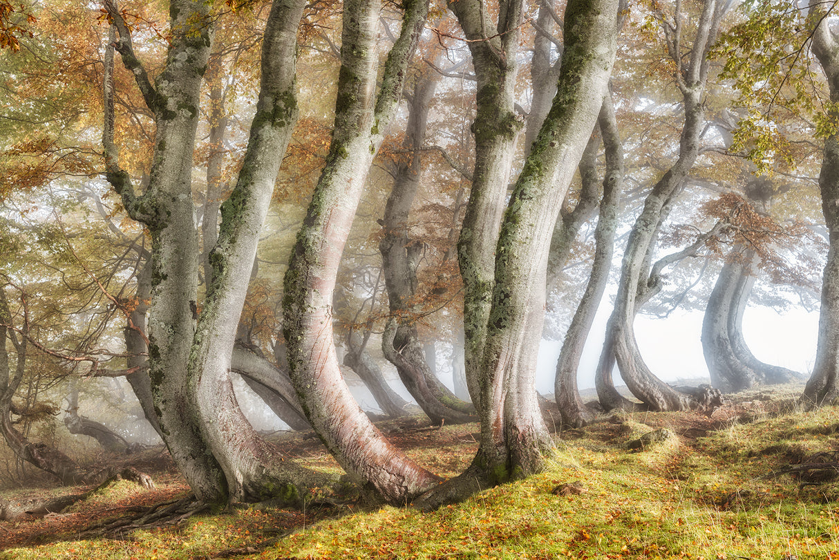 Bleeding beech trunks Poster och Canvastavla