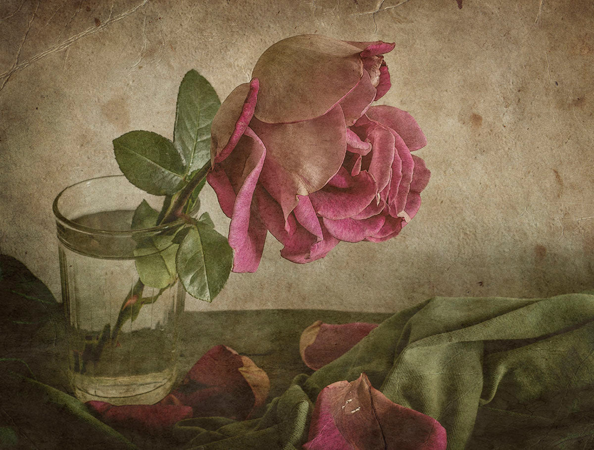Tear of Rose Poster och Canvastavla