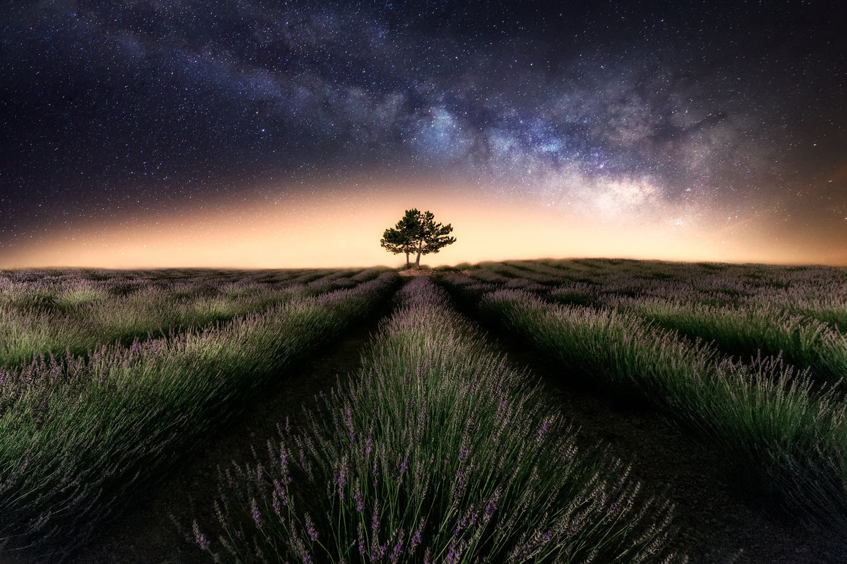 Lavender way Poster och Canvastavla