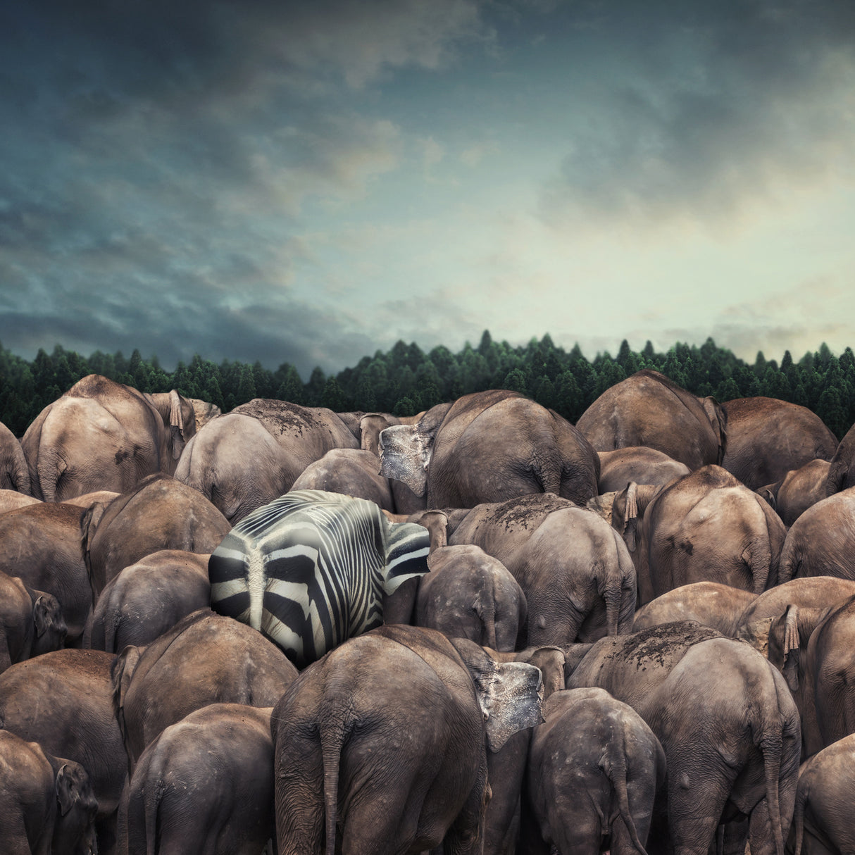 Dare to be different Poster och Canvastavla