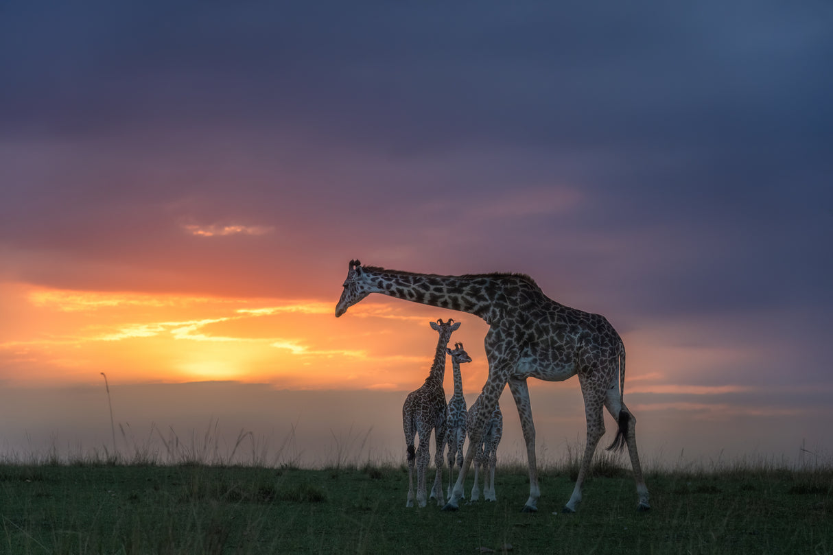 Mum and Kids Poster och Canvastavla