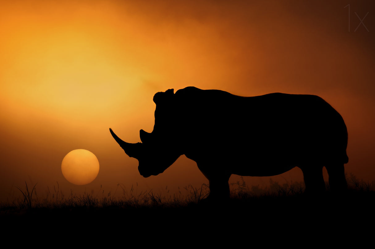 Rhino Sunrise Poster och Canvastavla