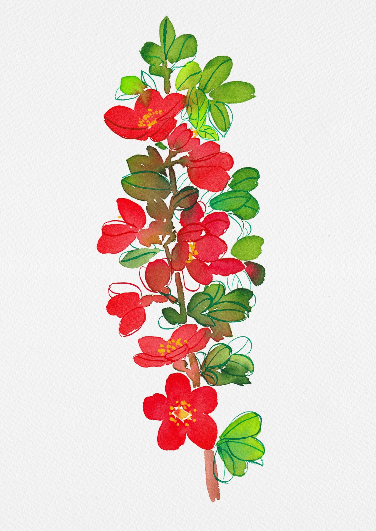 Japanese quince or Chaenomeles japonica botanical painting Poster och Canvastavla