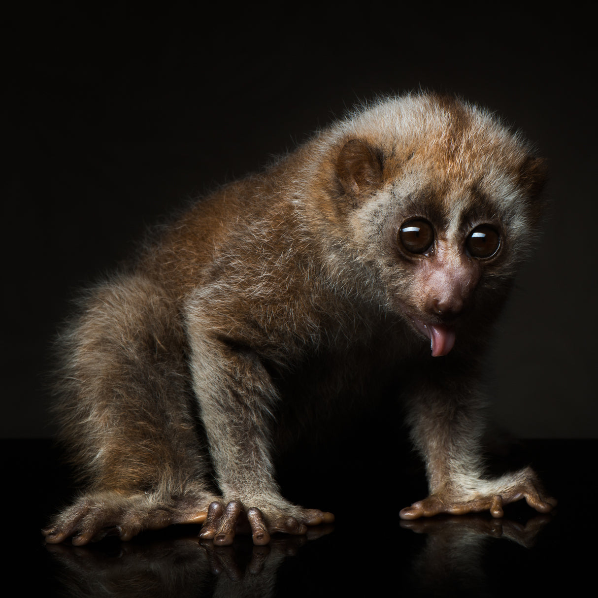 lorises Poster och Canvastavla