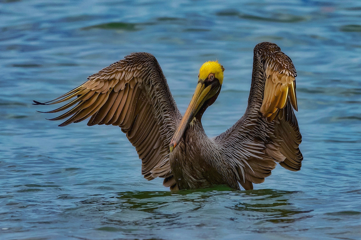 Brown pelican Poster och Canvastavla