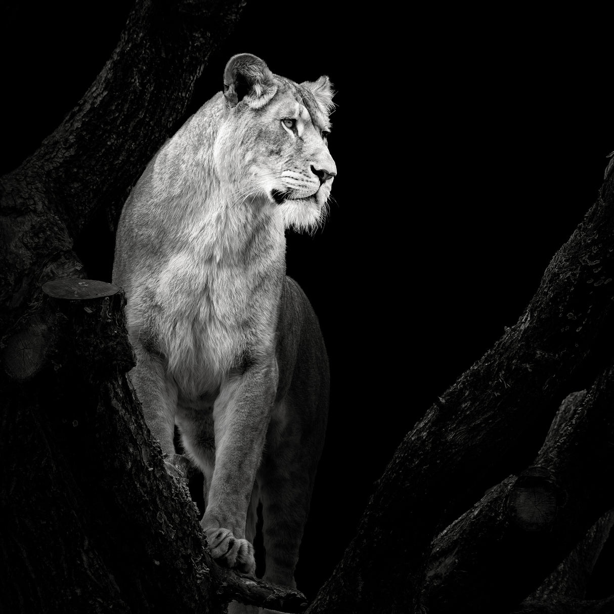 Lioness Poster och Canvastavla