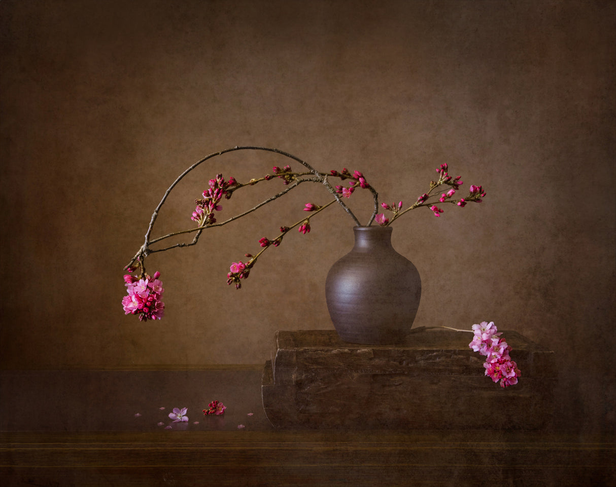Early cherry blossoms Poster och Canvastavla