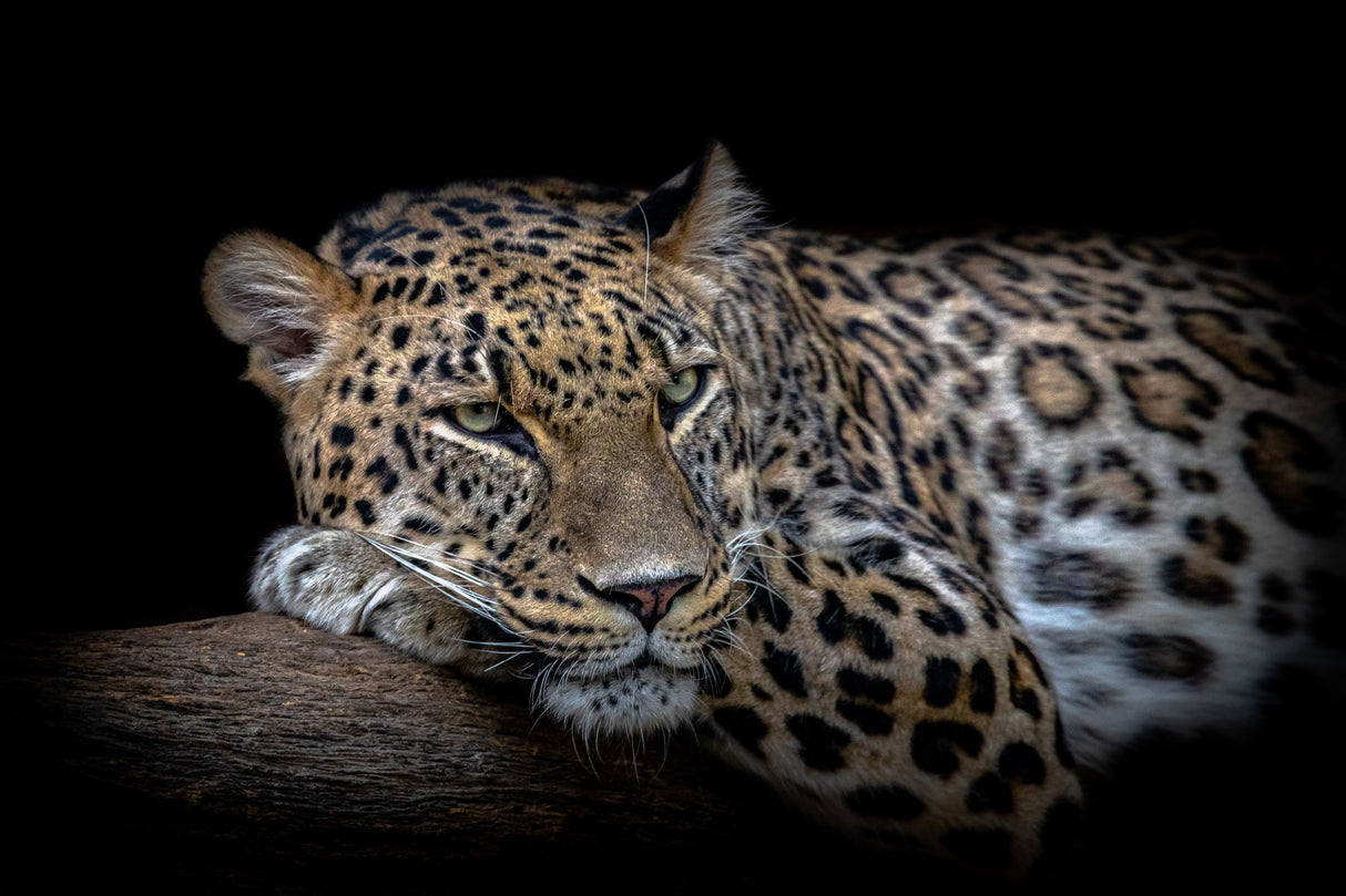 Leopard resting Poster och Canvastavla
