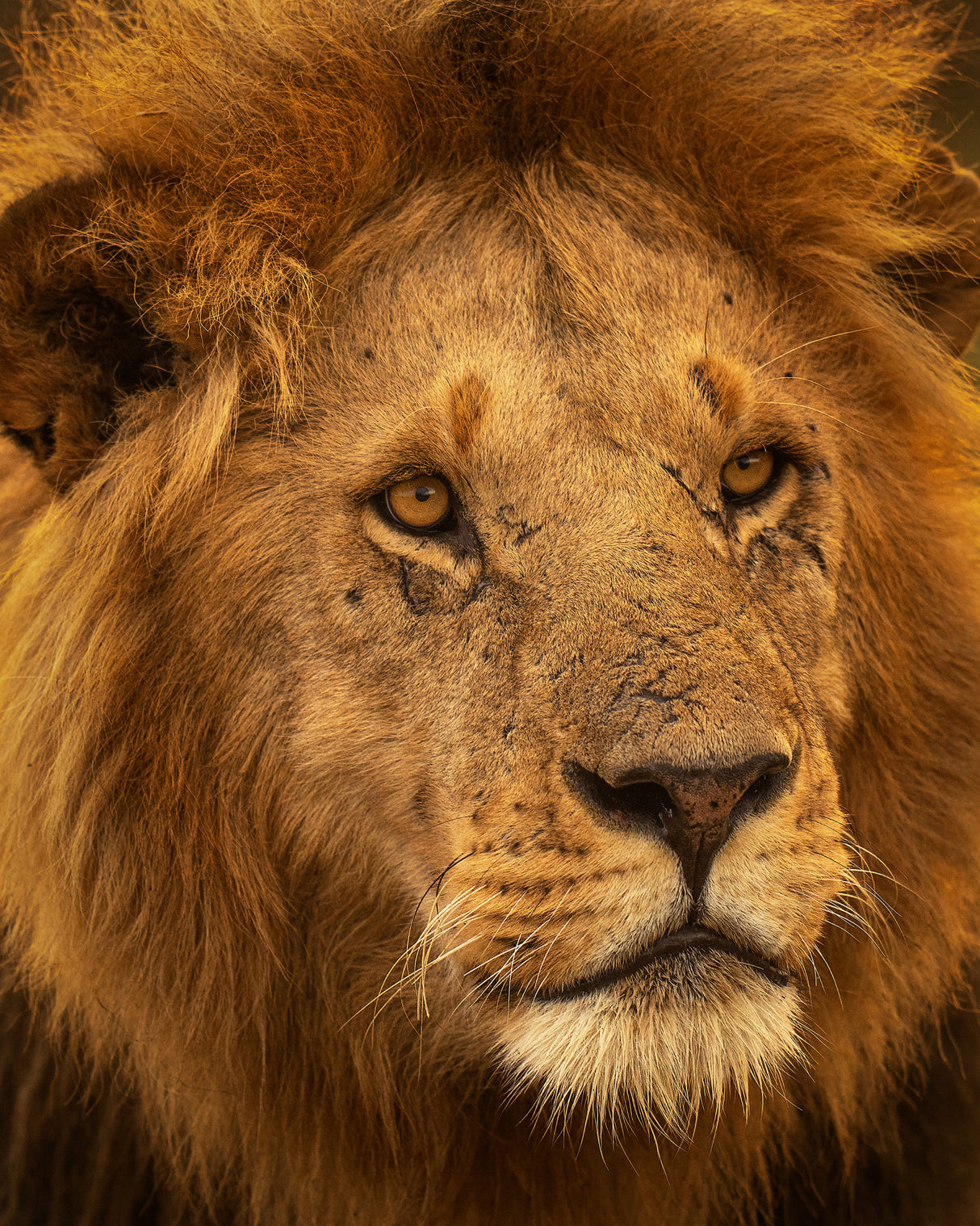 The King Poster och Canvastavla