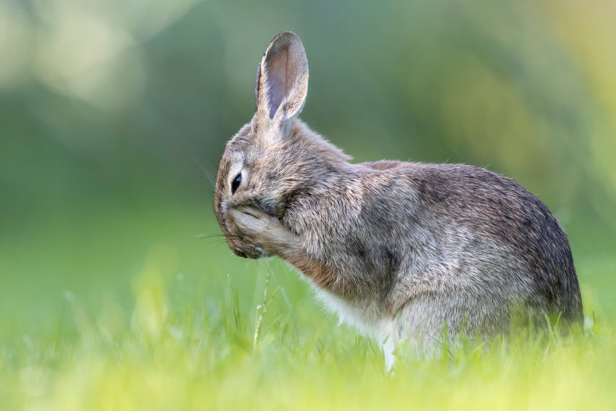 Little Hare Poster och Canvastavla
