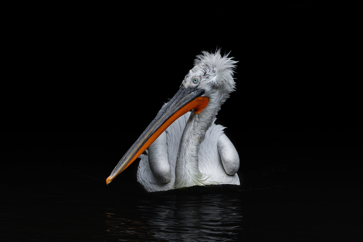 Dalmatian Pelican Poster och Canvastavla