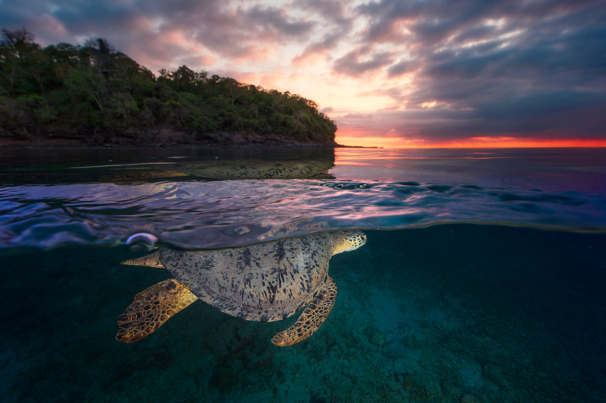 Over the surface - Sea Turtle Poster och Canvastavla