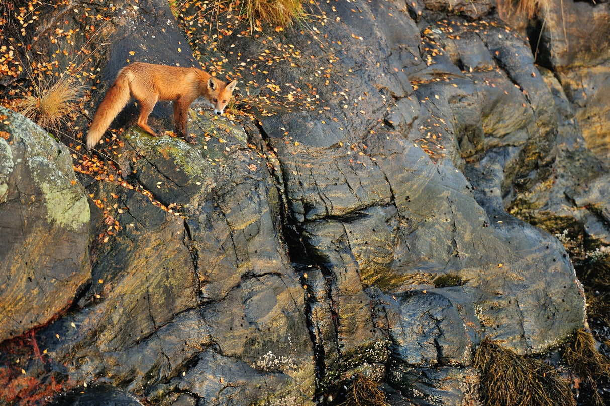 Fox on the Rocks Poster och Canvastavla