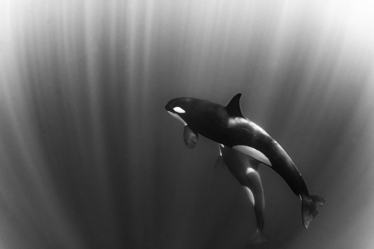 orca's dream Poster och Canvastavla