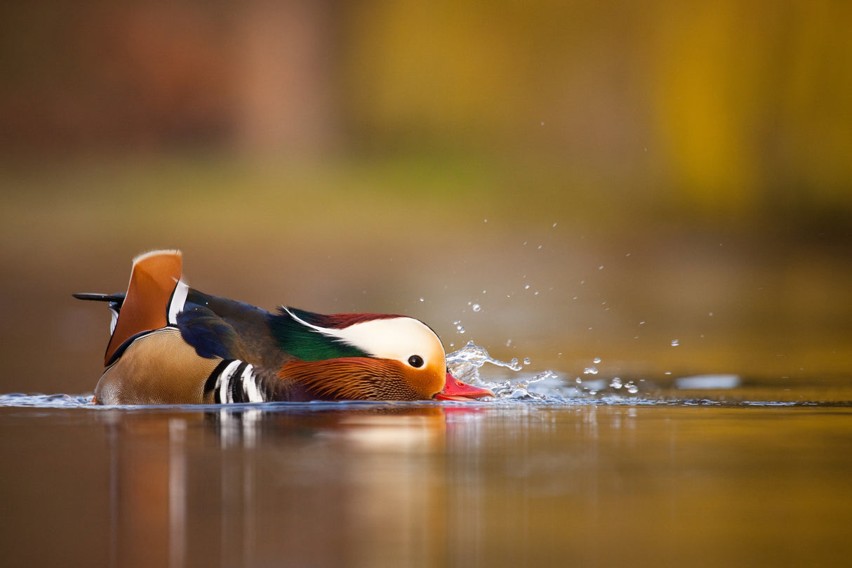 Mandarin duck Poster och Canvastavla