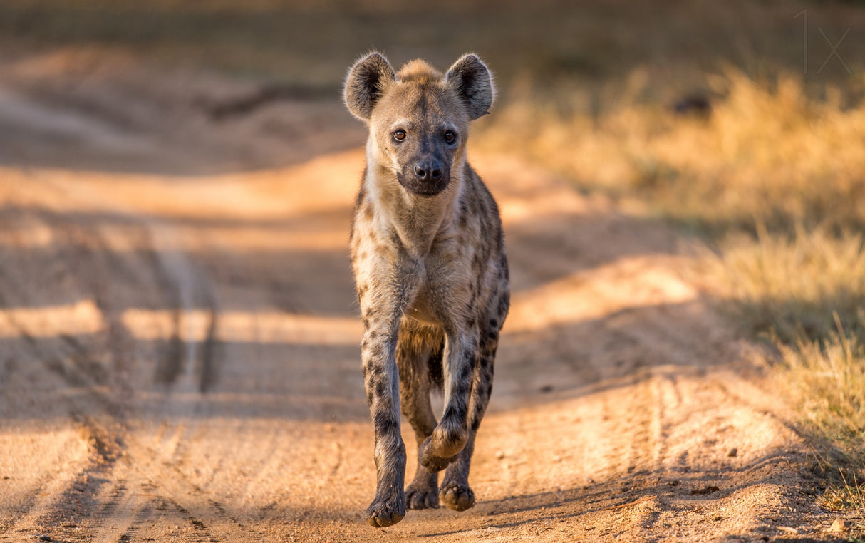 Hyenas can be beautiful - sort of. Poster och Canvastavla