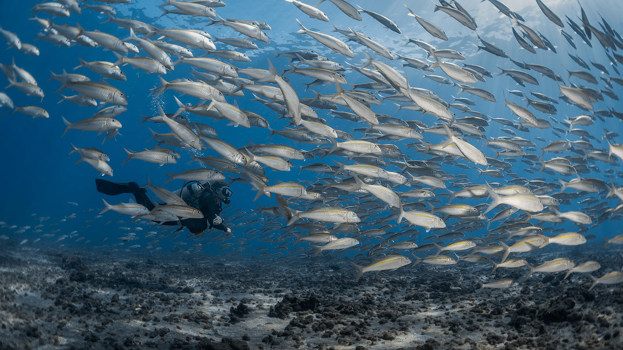 Be a fish ( again ) Poster och Canvastavla