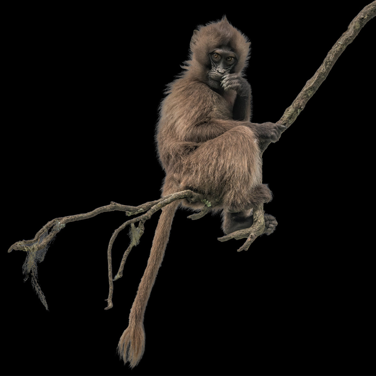 Gelada monkey Poster och Canvastavla