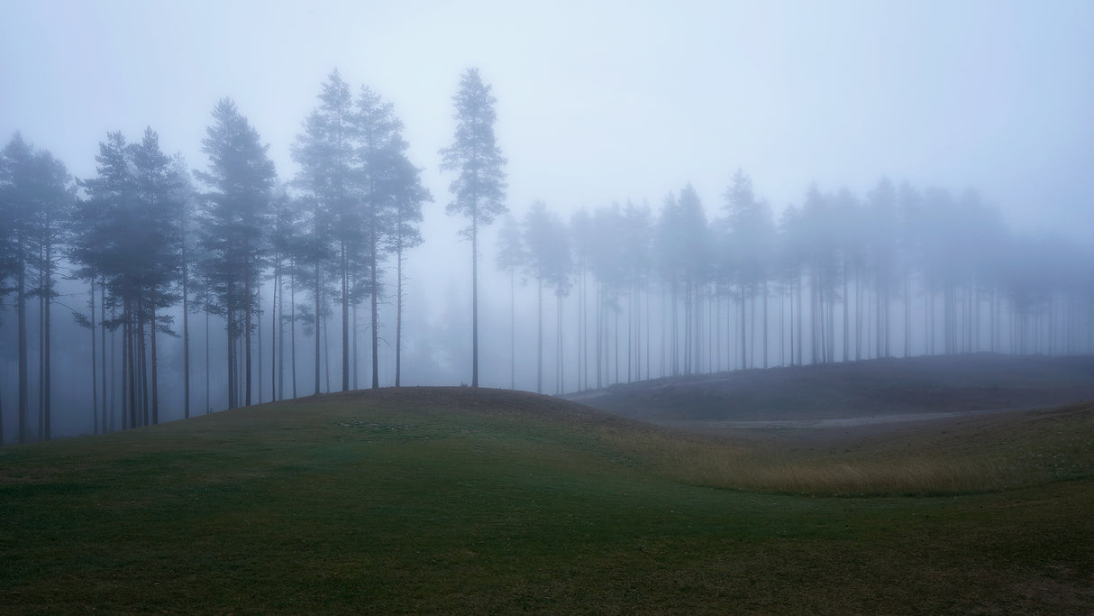 Foggy forest Poster och Canvastavla