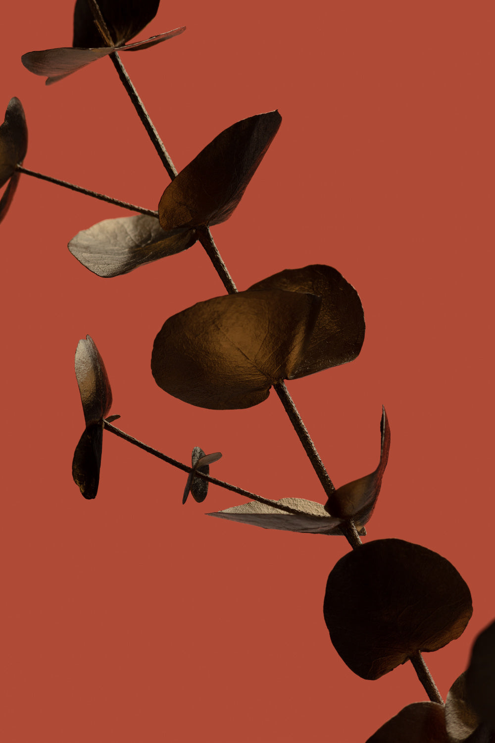 Eucalyptus Gold Rust 03 Poster och Canvastavla