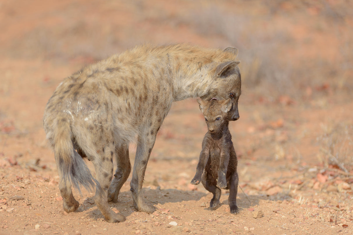 Mother Hyena carrying her Puppy Poster och Canvastavla