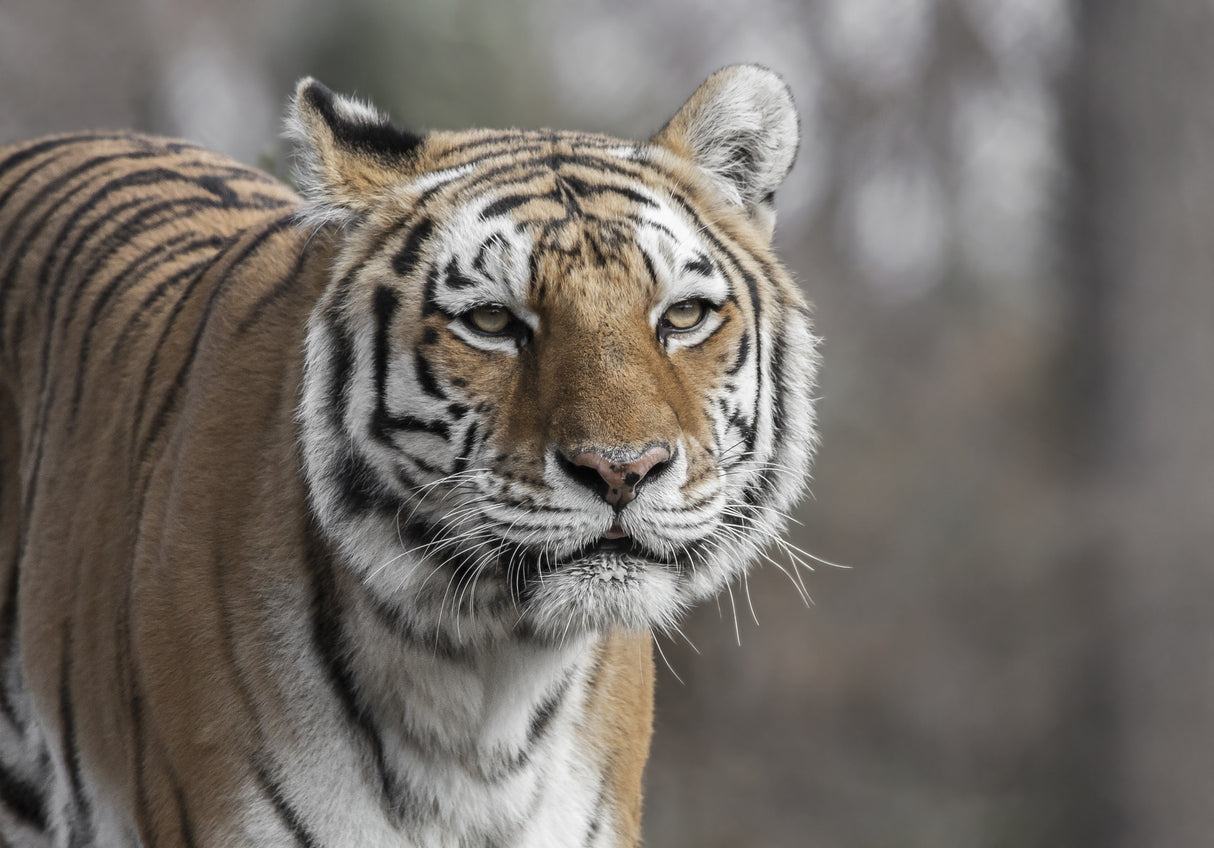 Serious Face Poster och Canvastavla