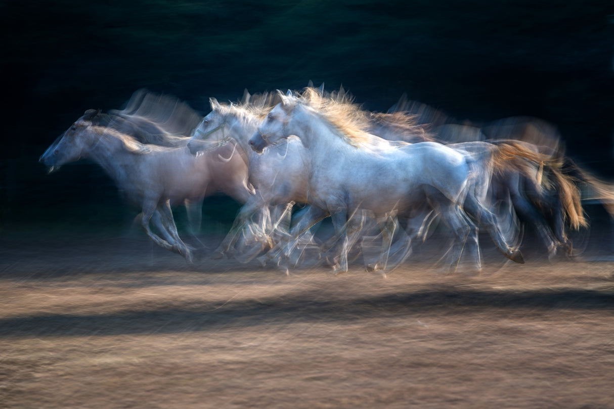Gallop Poster och Canvastavla