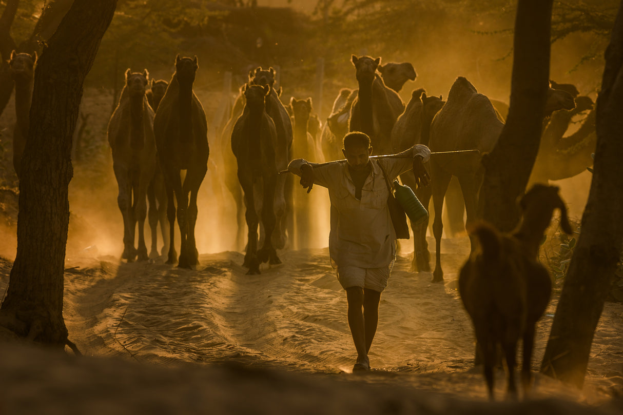 herd on a walk Poster och Canvastavla