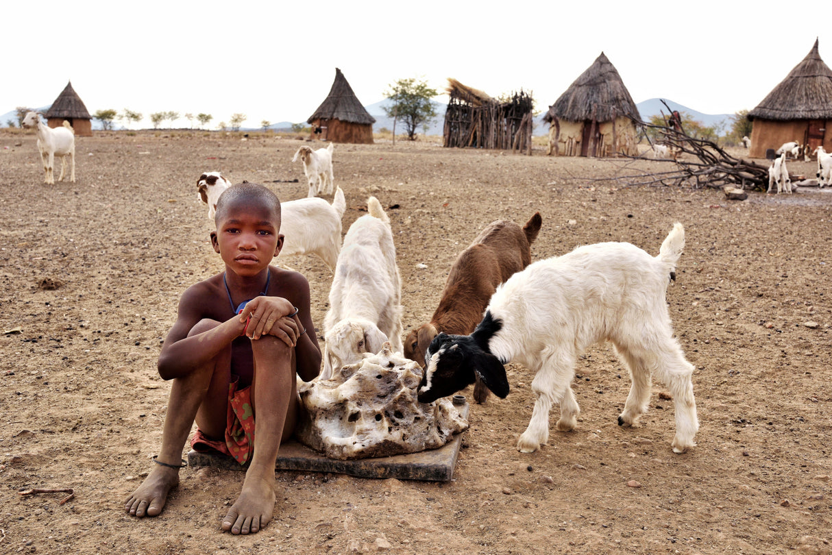 The child and the goats Poster och Canvastavla