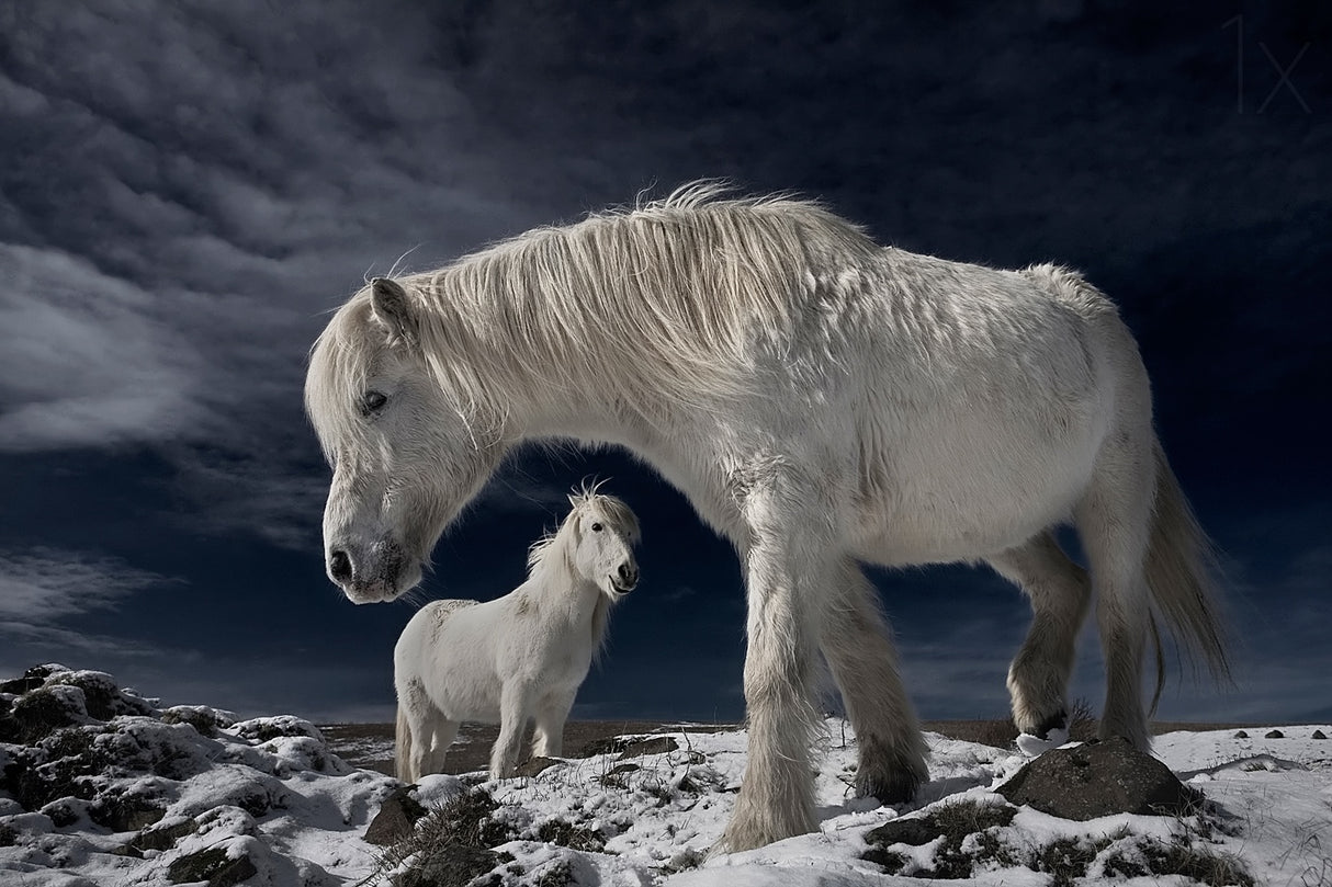 Partners Poster och Canvastavla