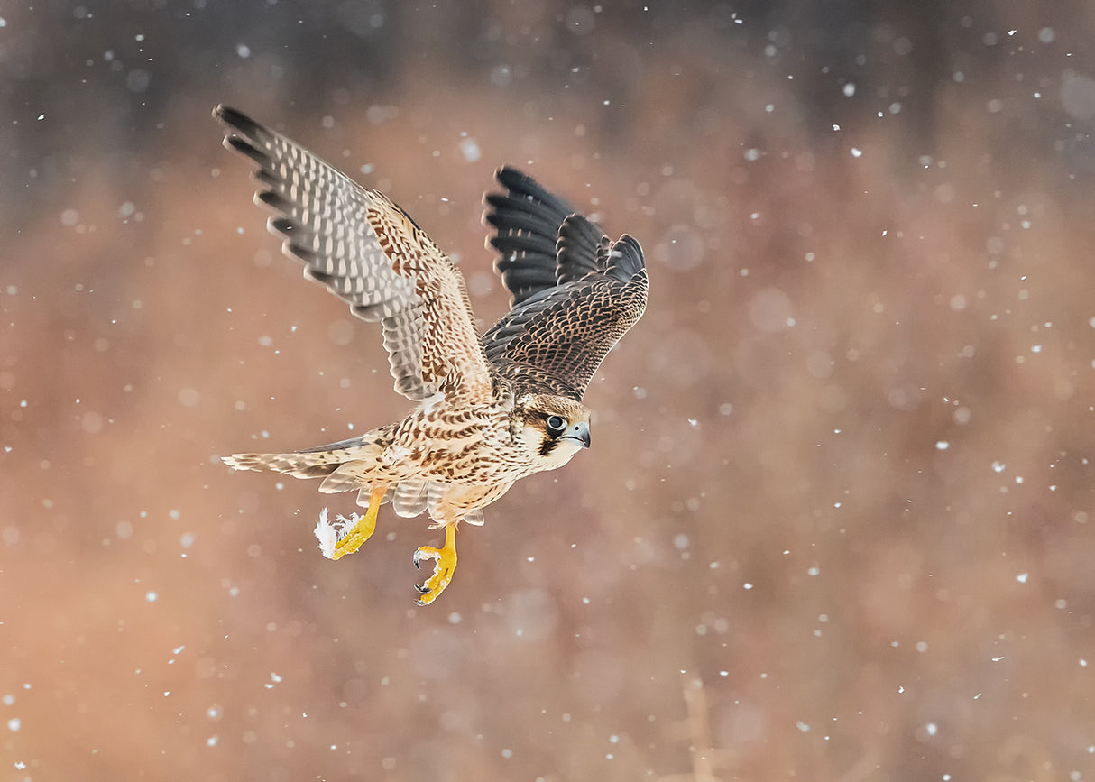 Fast flying falcon in the bliazard Poster och Canvastavla