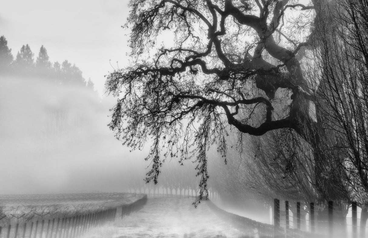 A Misty Morning Poster och Canvastavla