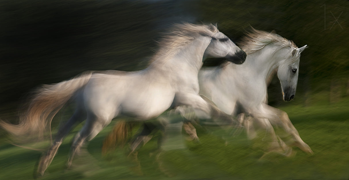 gallop for two Poster och Canvastavla
