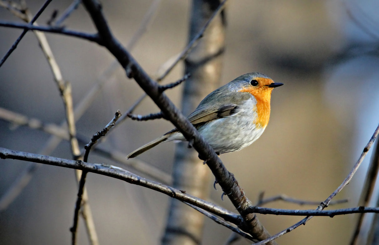 Little Red Robin Poster och Canvastavla