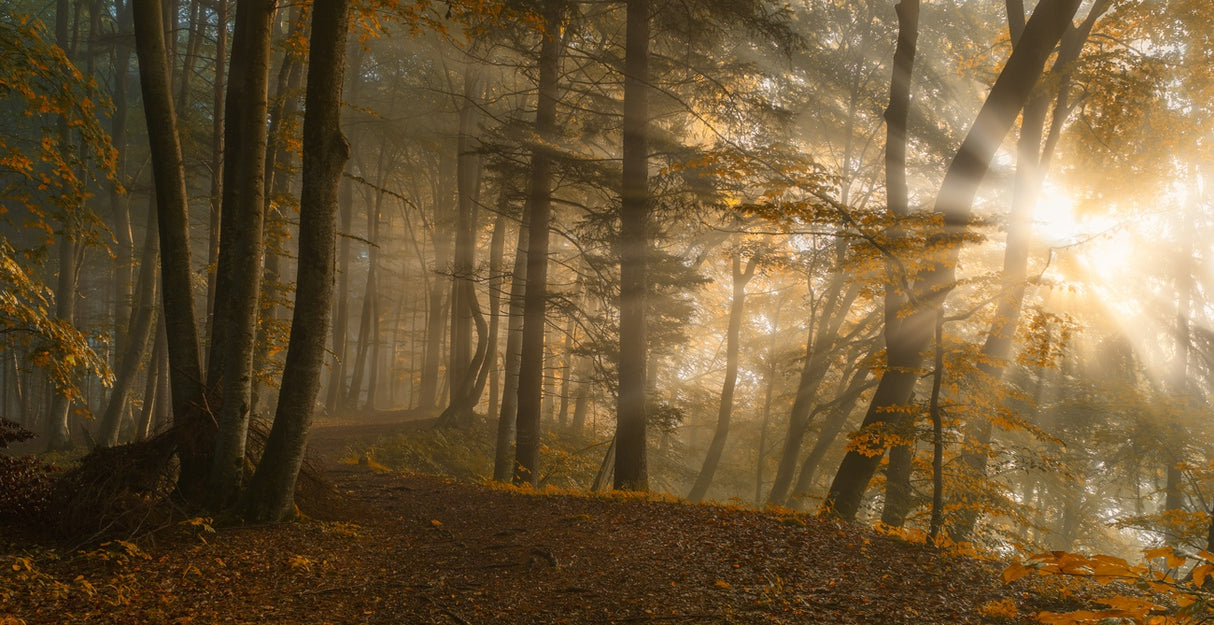 Forest Light Poster och Canvastavla