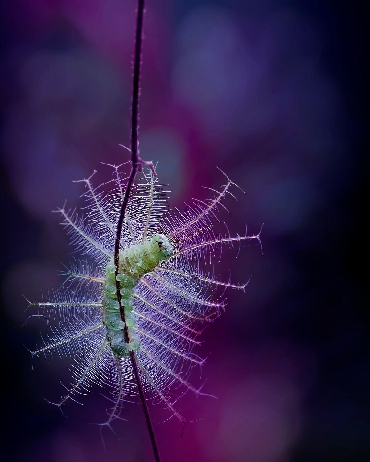The Beauty of Caterpillar Poster och Canvastavla