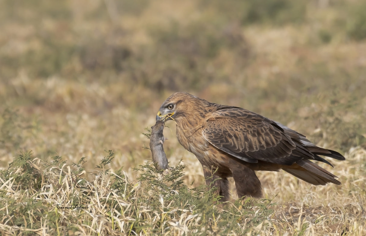 The Long Legged Buzzard found his meal Poster och Canvastavla