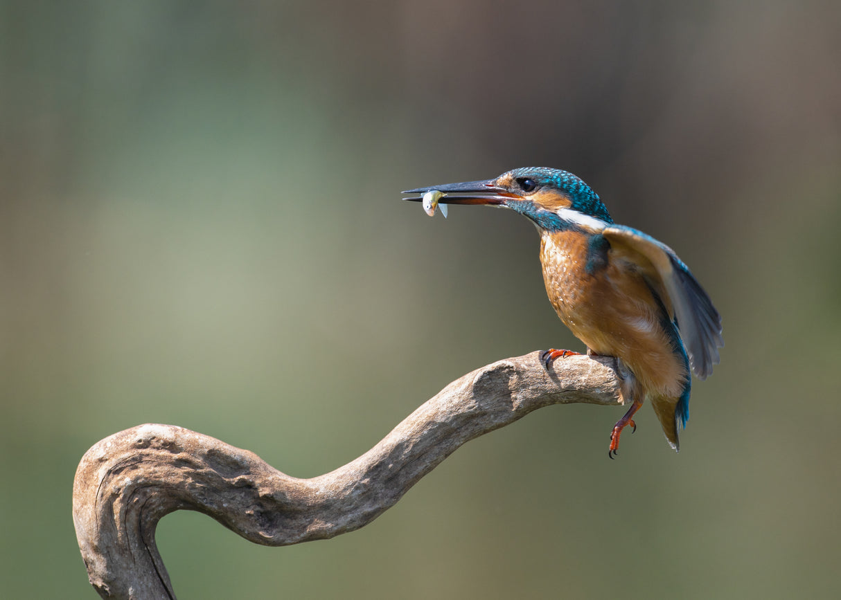 kingfisher with fish Poster och Canvastavla