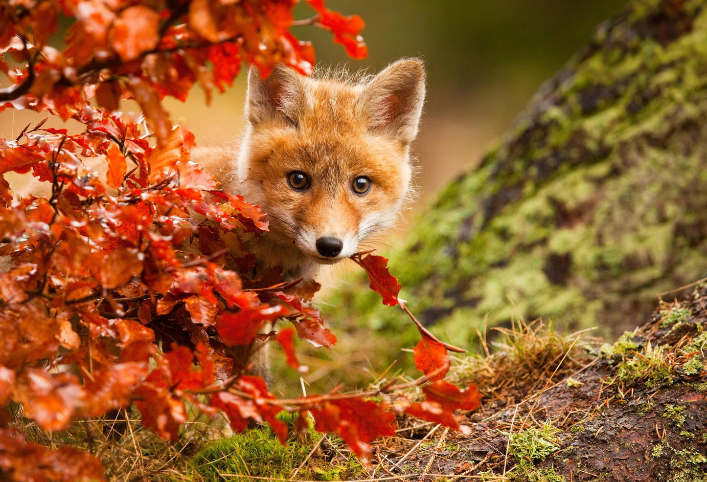 Fox Poster och Canvastavla