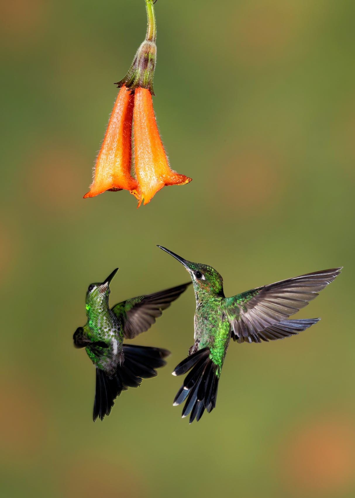 A pair of Green-crowned Brilliant Hummingbirds Poster och Canvastavla