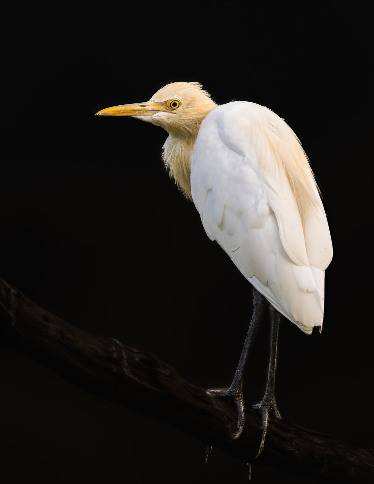 Low Key Edit Of A Cattle Egret In Breeding Plumage. Poster och Canvastavla